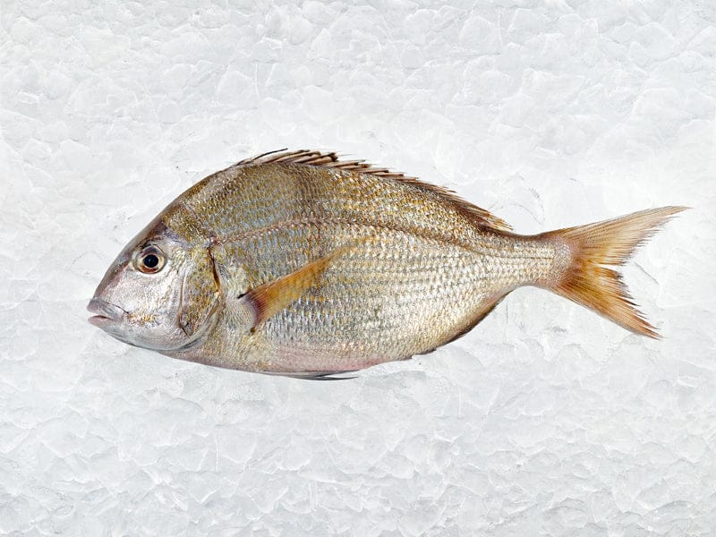 Product Image: Wild Whole Porgy