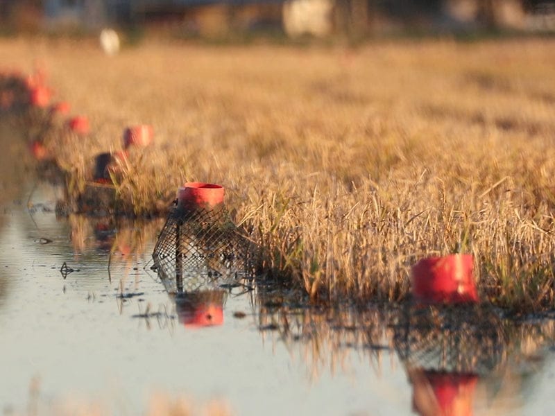 Product Image: Live Crawfish