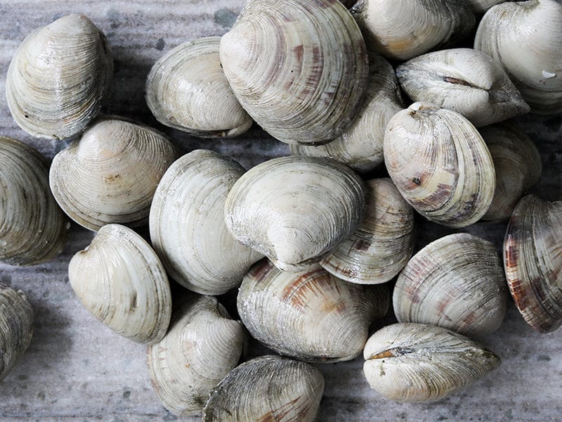 Countneck Clams image