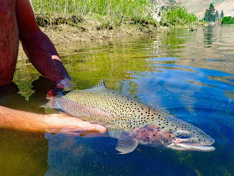 Product Image: Rainbow Trout Fillet - 1ct