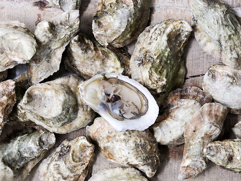 Pemaquid East Coast Oysters image