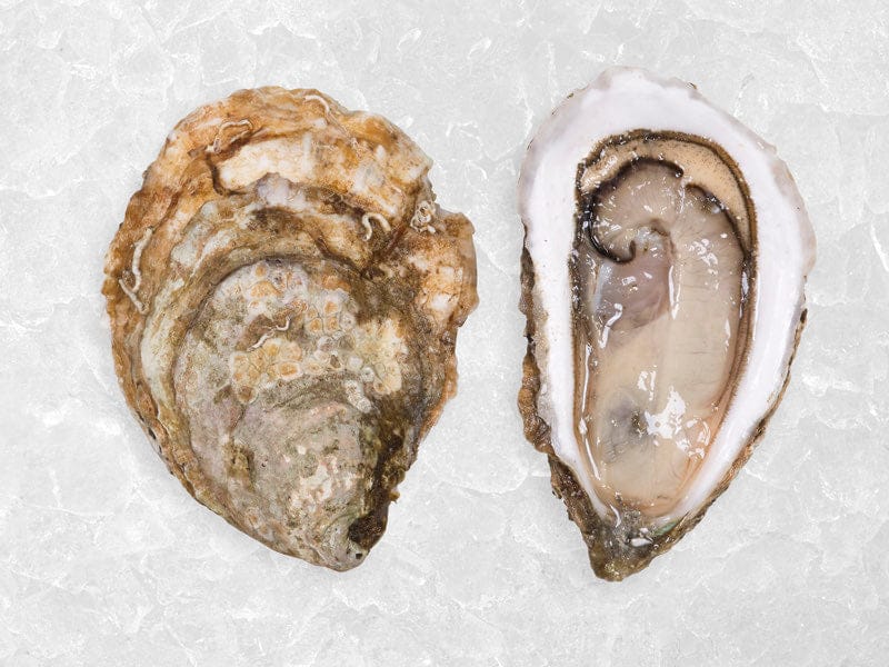 Product Image: XL East Coast Oysters