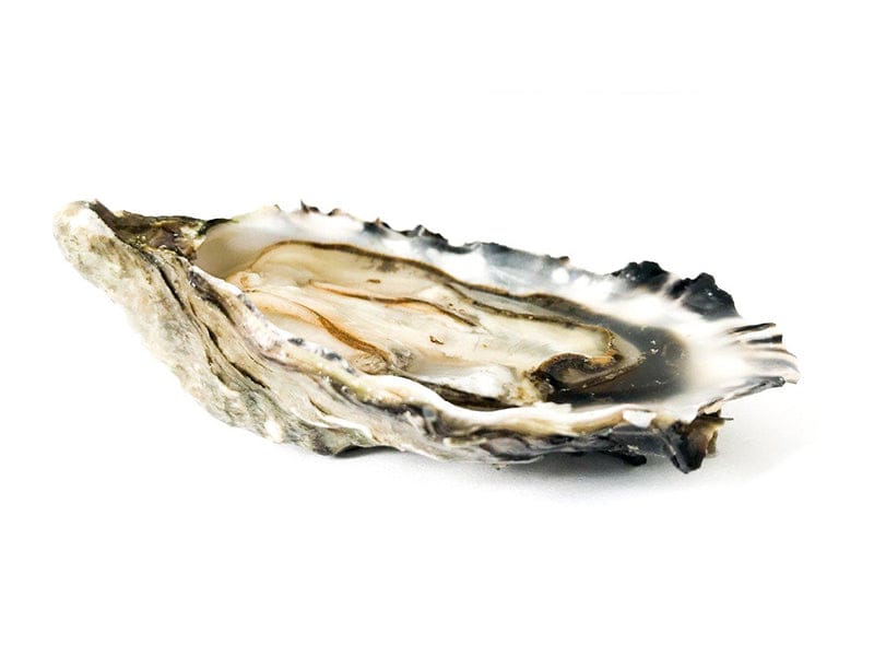 Hood Canal West Coast Oysters image