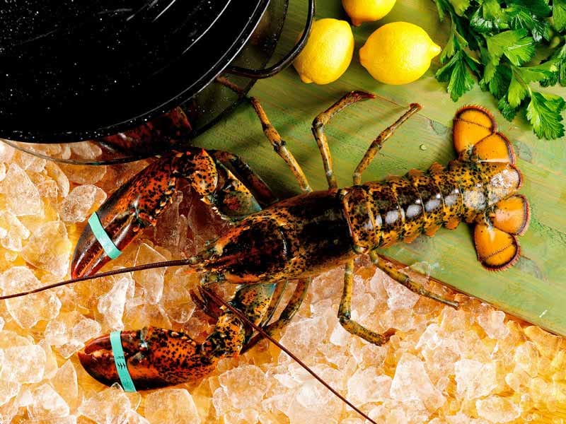 Product Image: Live Cold Water Wild Lobsters