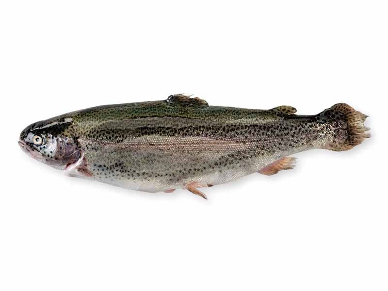 Product Image: Rainbow Trout Fillet - 1ct
