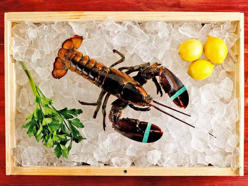 Product Image: Live Cold Water Wild Lobsters
