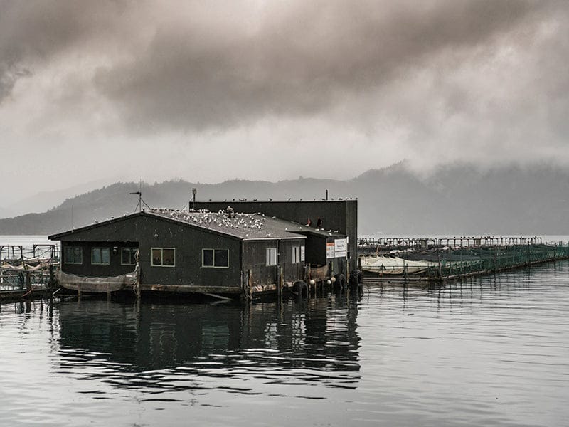 Product Image: King Salmon Portion - 1ct