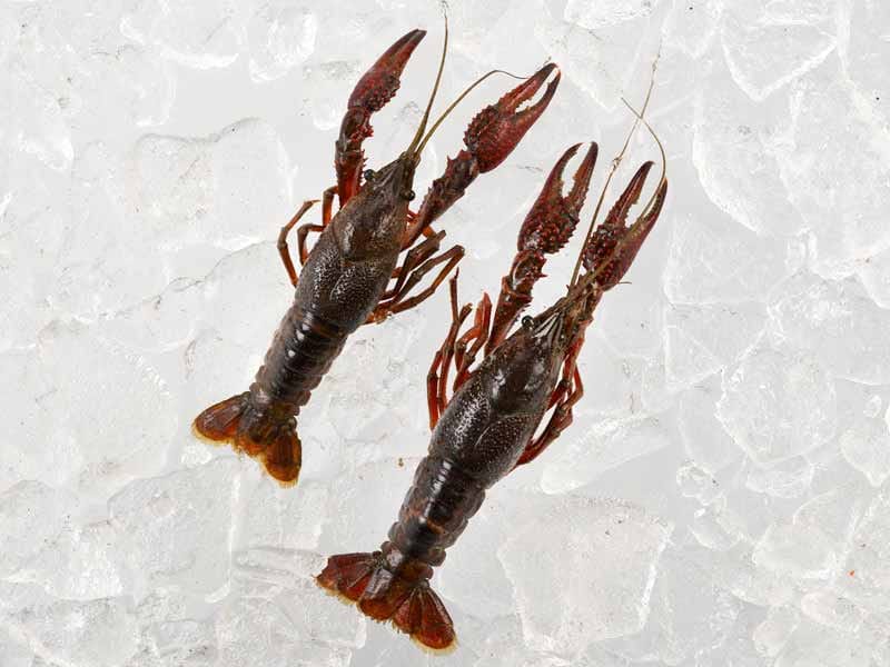 Product Image: Live Crawfish