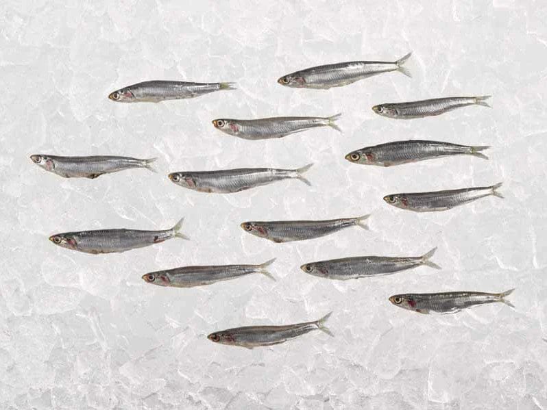 Product Image: Wild Whole Anchovies - 15.87oz