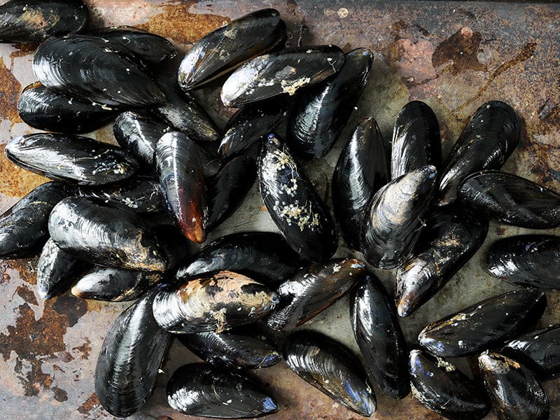 PEI Mussels image