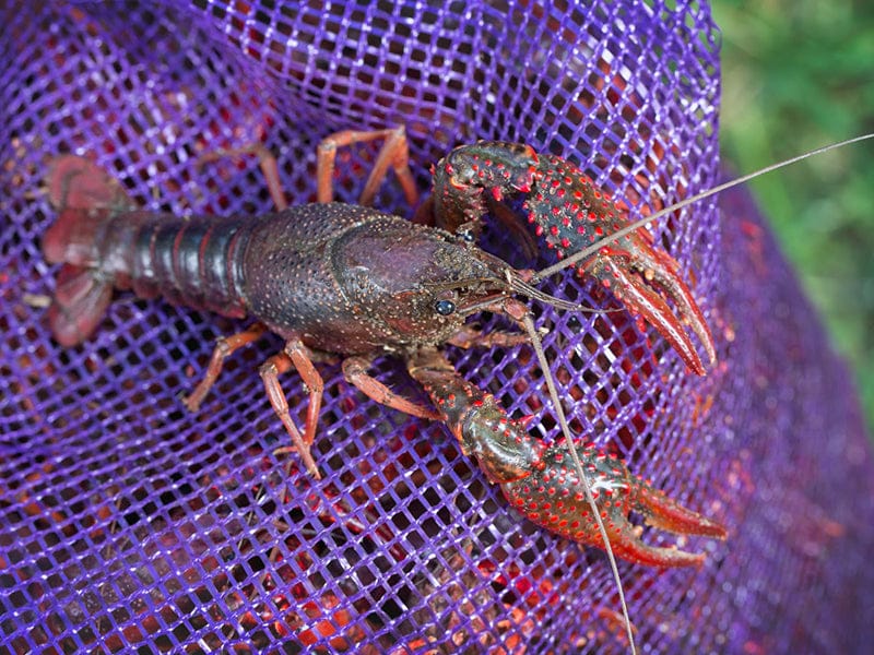 Live Crawfish image