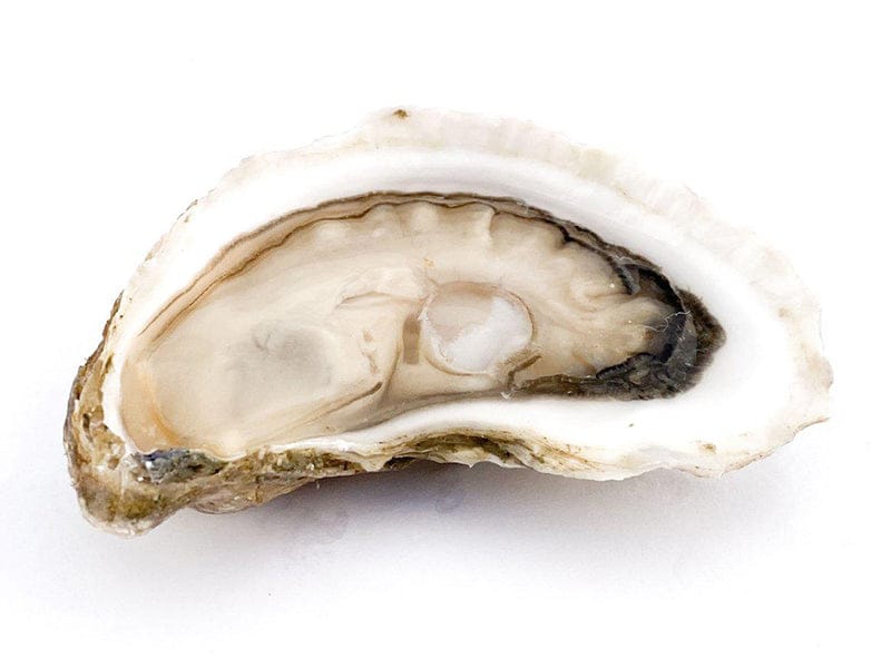 Large Goose Flat East Coast Oysters image